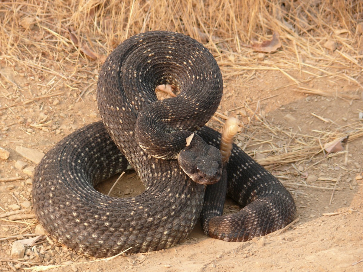rattlesnake_coiled_reptile_wildlife_venomous_pit_viper_rattle_nature-662138.jpg!d